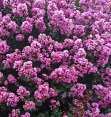 Enduring Lavender Crape Myrtle made by here at Twin Oaks Nursery & Supply