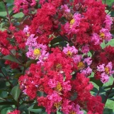 Princess Zoey Crape Myrtle made by here at Twin Oaks Nursery & Supply