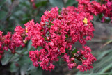  Crape Myrtles Twin Oaks Nursery & Supply