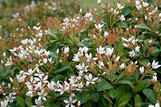 Clara Indian Hawthorne