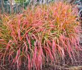 Flame Grass made by here at Twin Oaks Nursery & Supply