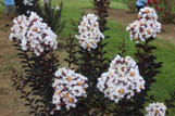 Crape Myrtle 'Ebony and Ivory'