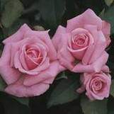  Roses Twin Oaks Nursery & Supply