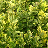 Howardi Ligustrum made by here at Twin Oaks Nursery & Supply