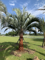 Pindo Palm