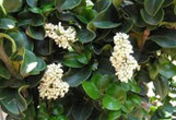Recurvifolia (Wavy Leaf) Ligustrum, lush green foliage with clusters of white flowers.