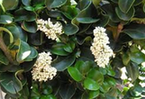 Recurvifolia (Wavy Leaf)  Ligustrum