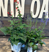 Perennials- All Varieties made by here at Twin Oaks Nursery & Supply