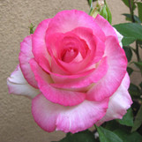 Rose Angelic Veil made by here at Twin Oaks Nursery & Supply