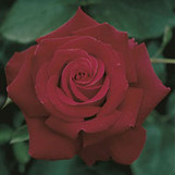 Rose Firefighter made by here at Twin Oaks Nursery & Supply