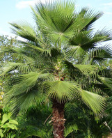 Mexican Fan Palm made by here at Twin Oaks Nursery & Supply
