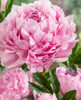 Peony 'Sarah Bernhardt' made by here at Twin Oaks Nursery & Supply