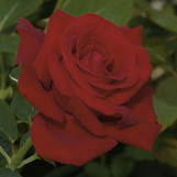 Rose Drop Dead Red made by here at Twin Oaks Nursery & Supply
