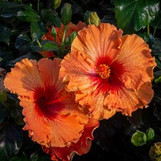Orange Seduction Tropical Hibiscus