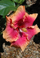 Pink Lemonade Tropical Hibiscus made by here at Twin Oaks Nursery & Supply