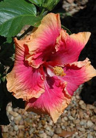 Pink Lemonade Tropical Hibiscus, close-up of a vibrant pink and peach tropical hibiscus flower with ruffled petals and yellow stamens Pink Lemonade Tropical Hibiscus, close-up of a vibrant pink and peach tropical hibiscus flower with ruffled petals and yellow stamens