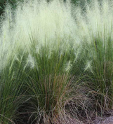 White Cloud Muhly Grass