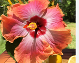 Rum Runner Tropical Hibiscus made by here at Twin Oaks Nursery & Supply