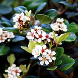 Snow White Indian Hawthorne