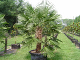 Windmill Palm made by here at Twin Oaks Nursery & Supply