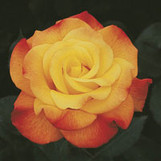 Rose Rio Samba
