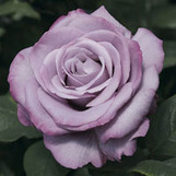 Rose Neptune