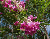 Desert Willow 'Bubba' made by here at Twin Oaks Nursery & Supply