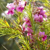 Desert Willow 'Bubba Jones'