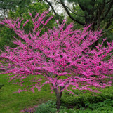 Eastern Redbud