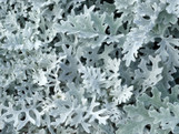 Dusty Miller Full Flat -18 ct
