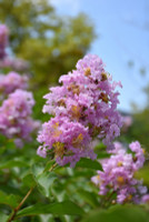 Crape Myrtle 'Basham's Party Pink' made by here at Twin Oaks Nursery & Supply