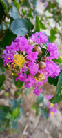 Crape Myrtle 'Ran-Pro Purple', vibrant purple flowering plant in full bloom with yellow pollen-covered stamens, green leaves, and buds ready to bloom.