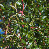Corkscrew Willow made by here at Twin Oaks Nursery & Supply