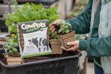 Square Cowpot 4" - 12 Case made by CowPots here at Twin Oaks Nursery & Supply