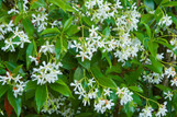 Star Jasmine - Espalier