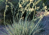 Yellow Yucca 'Little Miss Sunshine' made by here at Twin Oaks Nursery & Supply