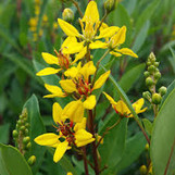 Shower of Gold Thryallis made by here at Twin Oaks Nursery & Supply