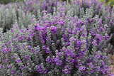 Texas Sage 'Microburst'