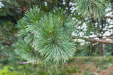 Austrian Pine