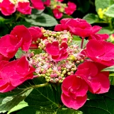 Cherry Explosion Hydrangea made by here at Twin Oaks Nursery & Supply