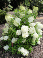 Bobo Hydrangea made by here at Twin Oaks Nursery & Supply