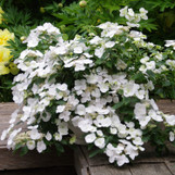 Fairytrail Bride Cascade Hydrangea made by here at Twin Oaks Nursery & Supply