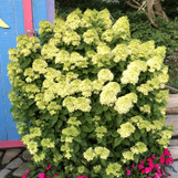 Little Lime Hydrangea made by here at Twin Oaks Nursery & Supply