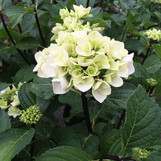 Zebra Hydrangea