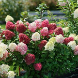 Hot Sauce Hydrangea made by here at Twin Oaks Nursery & Supply