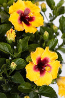 Rico Suave Hollywood Tropical Hibiscus