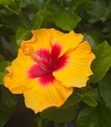 Rico Suave Hollywood Tropical Hibiscus