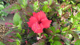 Salsa Dancer Tropical Hibiscus made by here at Twin Oaks Nursery & Supply