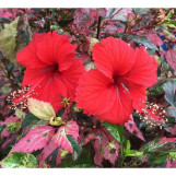 Salsa Dancer Tropical Hibiscus