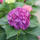 Wee Bit Grumpy Hydrangea made by here at Twin Oaks Nursery & Supply